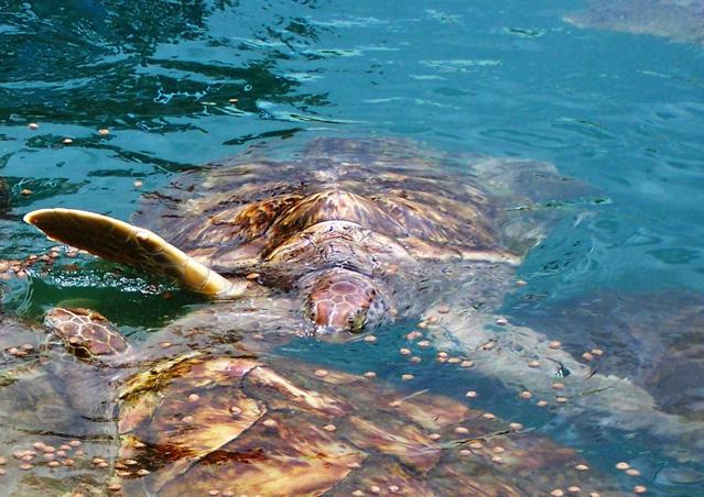 Cayman Turtle Centre